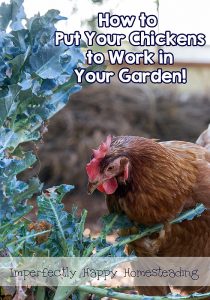 How to put your chickens to work in your garden. They can really help! | ImperfectlyHappy.com
