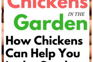 How to put your chickens to work in your garden. They can really help!