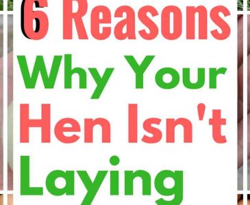Reasons Your Hens May Not Be Laying