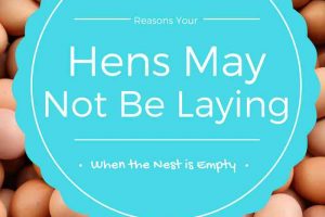 Reasons Your Hens May Not Be Laying