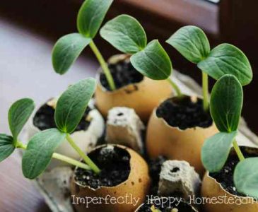 Frugal DIY Seed Starter Pots Free and Cheap - get started making your own seedling pots today!