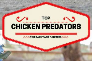Top Chicken Predator for Backyard Homesteaders and Farmers