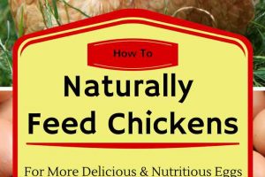 How to Naturally Feed Chickens for More Delicious and Nutritious Eggs