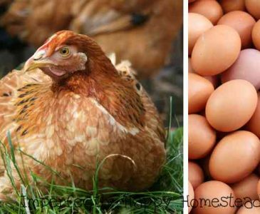 How to Naturally Feed Chickens for More Delicious and Nutritious Eggs