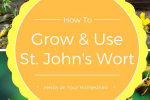 Growing and Using St. John's Wort on Your Homestead