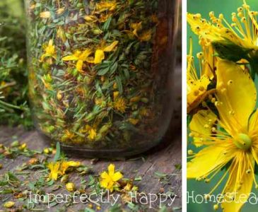 Growing and Using St. John's Wort on Your Homestead