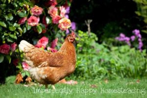 Healthy Herb Garden Chickens Will Love - the top 10 herbs for chickens!