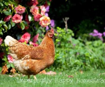 Healthy Herb Garden Chickens Will Love