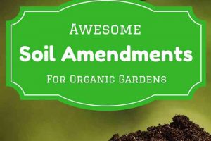 Awesome Soil Amendments for Your Organic Vegetable Garden - what to add to your soil for a healthier garden and you!
