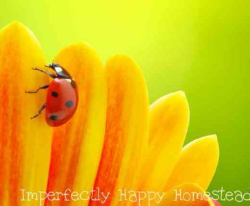Attracting Ladybugs to Your Vegetable Garden - they'll give you a happier, healthier garden with less pests!