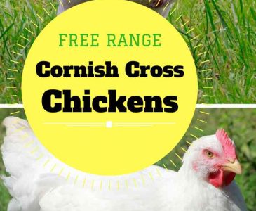 Free Range Cornish Cross Chickens