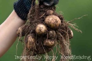 How To Prepare Your Garden Potatoes for Long Term Storage