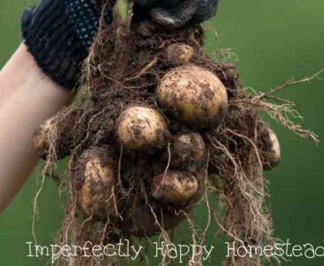 How To Prepare Your Garden Potatoes for Long Term Storage