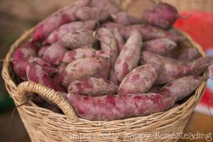 Grow Sweet Potatoes How to Have Your Best Harvest Ever From Your Backyard or Homestead Garden