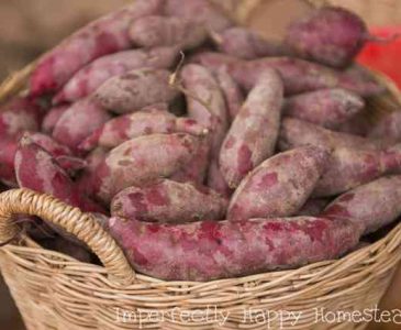Grow Sweet Potatoes How to Have Your Best Harvest Ever From Your Backyard or Homestead Garden