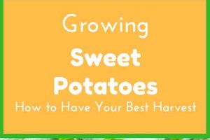Grow Sweet Potatoes How to Have Your Best Harvest Ever From Your Backyard or Homestead Garden