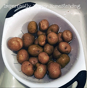 How To Prepare Your Garden Potatoes for Long Term Storage
