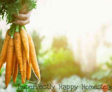 How to Preserve Carrots from Your Garden