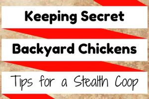 Secret Backyard Chickens - tips for keeping a stealth flock that your neighbors won't hate. For backyard homesteaders, farmers, hoa chicken keepers and urban homesteading.
