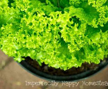 Growing Vegetables in Pots - The best veggies that you can grow in containers for urban and backyard homesteaders to stretch their growing space.