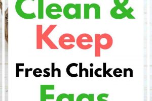 Fresh Eggs - How to clean, keep (store) and the determine freshness of chicken eggs from your homestead or backyard hens.