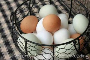 Fresh Eggs - Everything You Need to Know! How to clean, store and the determine freshness of the eggs from your homestead or backyard hens.