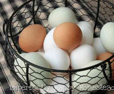 Fresh Eggs Everything You Need to Know