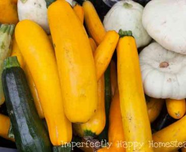 Growing Summer Squash - Everything You Need to Know to Have a Great Garden Harvest