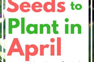 Seeds to Plant in April - Vegetables, Fruits & Herbs