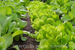 How to Have the Best Spring Vegetable Garden Ever