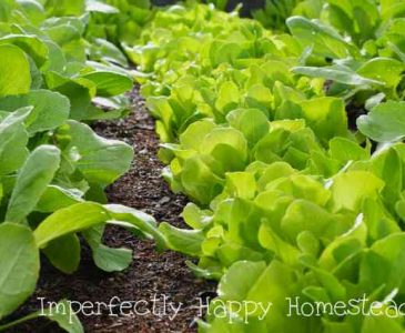 How to Have the Best Spring Vegetable Garden Ever
