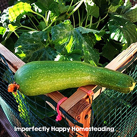 Growing Summer Squash - Everything You Need to Know to Have a Great Garden Harvest