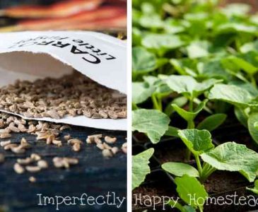 Using Seeds and Transplants in the Vegetable Garden. Do you know when to use seeds or transplants when you're gardening on your homestead, urban or backyard farm? Let this guide help you!