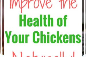 How to Improve the Health of Your Chickens Naturally with Garlic and Apple Cider Vinegar ( ACV )