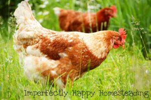 How to Improve the Health of Your Chickens Naturally with Garlic and Apple Cider Vinegar ( ACV )