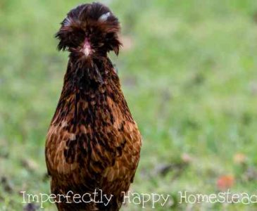 10 Signs That You Are the Crazy Chicken Lady