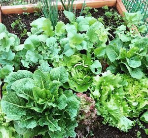 Using Seeds and Transplants in the Vegetable Garden. Do you know when to use seeds or transplants when you're gardening on your homestead, urban or backyard farm? Let this guide help you!