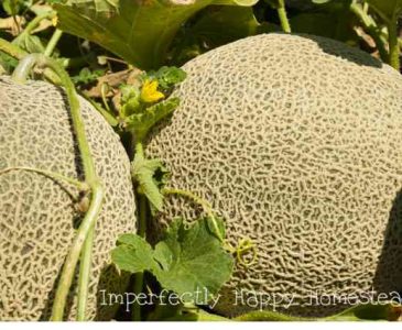 Growing Cantaloupe - a guide for your garden. Everything you need to know from seed to harvest.
