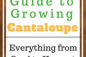 Growing Cantaloupe - a guide for your garden. Everything you need to know from seed to harvest.
