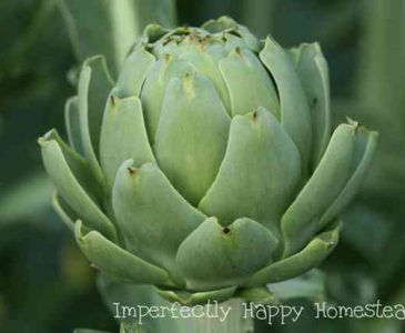 How to Grow Artichokes in Your Garden