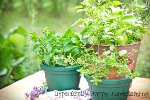 10 Easiest Herbs to Grow in a Pot