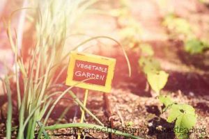 Vegetable Gardening - What to Plant in June