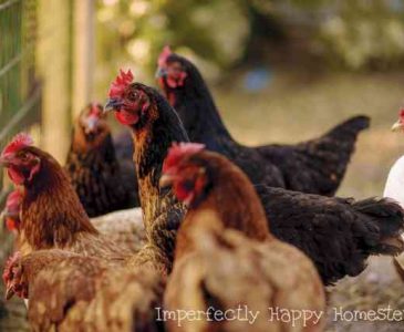 The Backyard Chicken Coop 5 Mistakes That Will Cost You