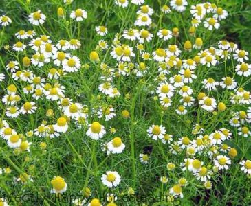 How to Grow Chamomile in Your Garden