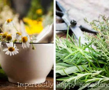 The Best Medicinal Herbs to Always Have in the House