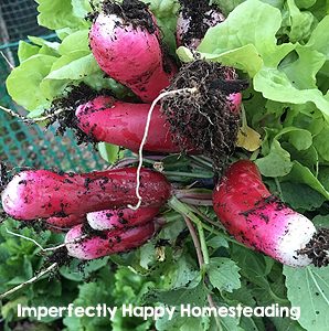 How to Maximize Your Vegetable Garden Space - Radish