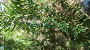 Everything You Need to Know About Growing Rosemary