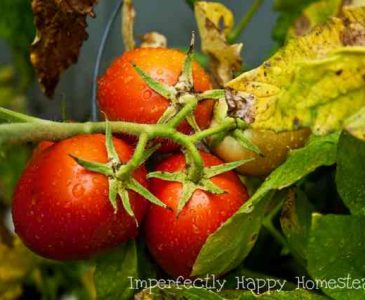 Gardening Mistakes 5 Big Ones You Can Avoid