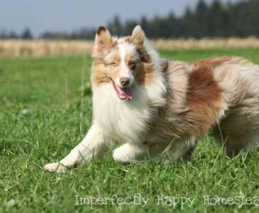 Homestead Dogs The Best Breeds for Every Job