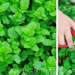Everything You Need to Know About Growing Mint